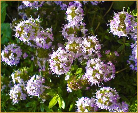 Thyme